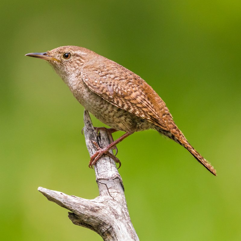 House Wren фото превью