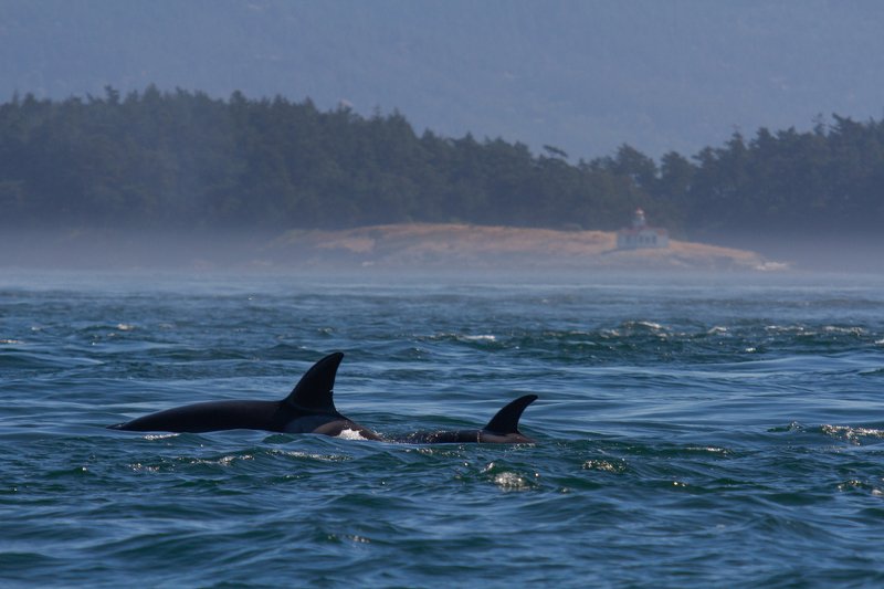 киты, косатки, канада, сафари, природа, океан, salich see, orca, whales, whale waching  Косатки в Британской Колумбииphoto preview