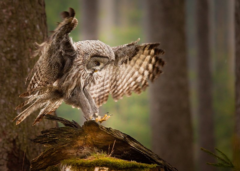 Запертая соваphoto preview