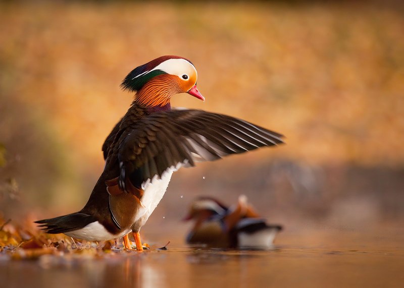 Mandarin duckphoto preview