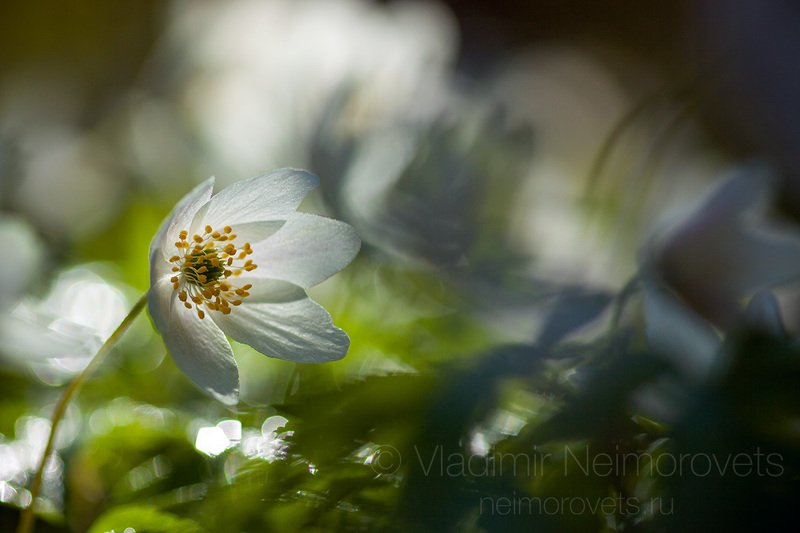 wood anemone, windflower, thimbleweed, smell fox, white, yellow, green, blossom, flower, plant, spring, morning, Russia, Leningrad Region, Gatchina district, Ветреница дубравная (Anemone nemorosa) / The wood anemone (Anemone nemorosa) фото превью