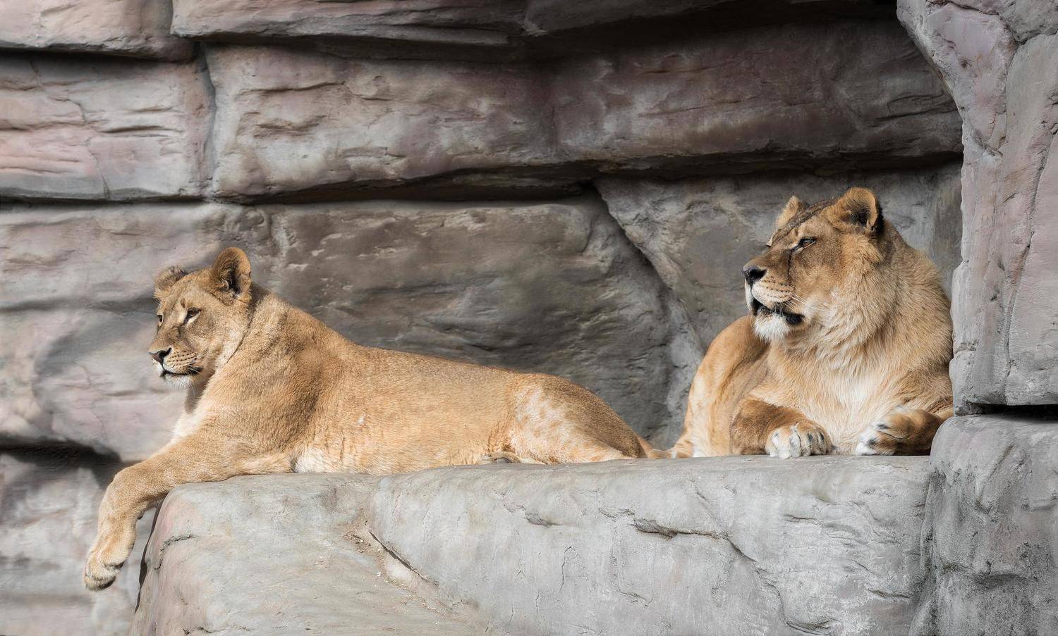 Resting lionesses. Автор: Полина Хрол cat ,wild, wildanimal, wildanimals, wildlife, wildlifephotography, wild_animal,wildanimalphotography, кот, беларусь,минский зоопарк,тигр ,minsk zoo, belarus,lionesses,lion,львы,львицы, Полина Хрол