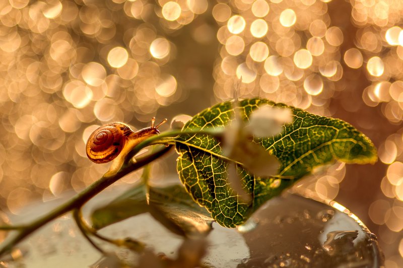 улитка, боке photo preview