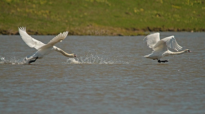 животные птицы лебеди-шипуны весна Догонялкиphoto preview