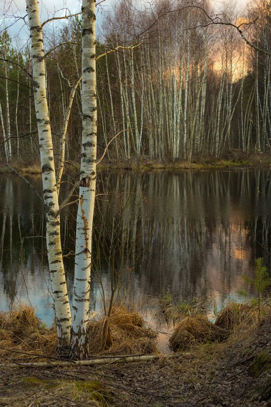 вечер закат апрель березки О двух березках на закате фото превью