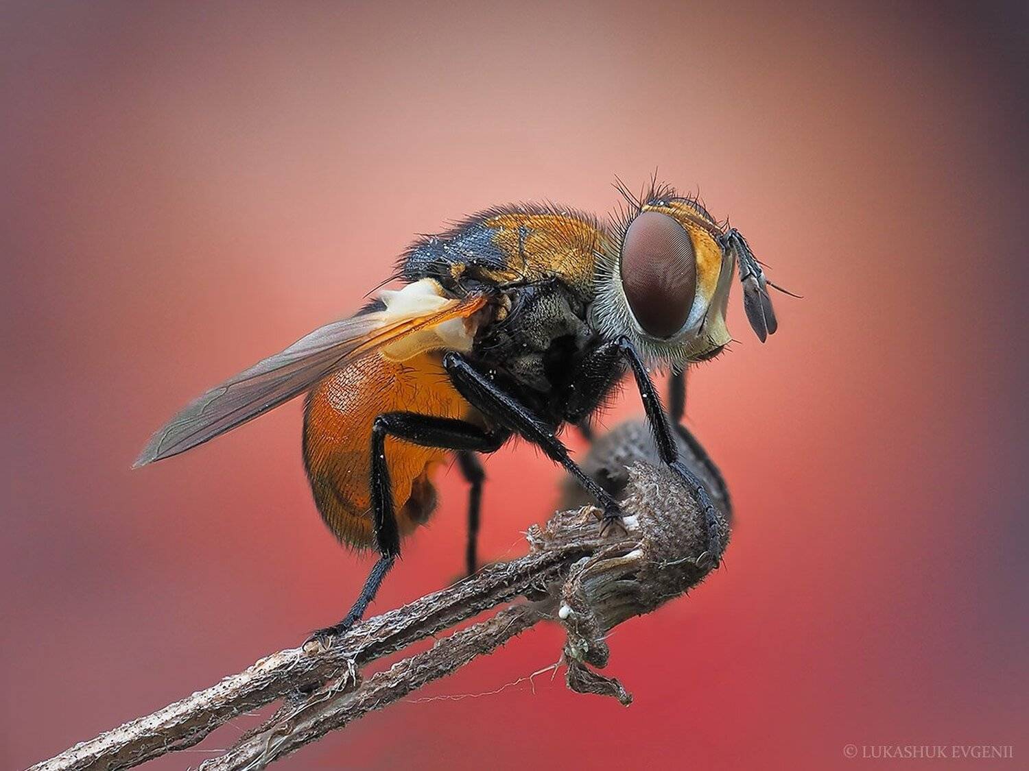 , Евгений Лукашук
