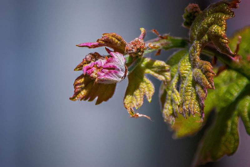 макроphoto preview