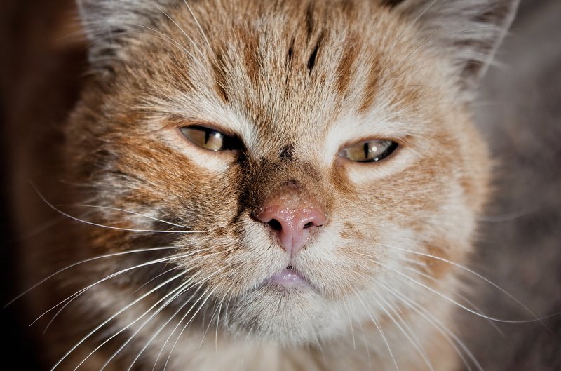 кот, коты, котэ, кошка, кошки, морда солнечный котphoto preview