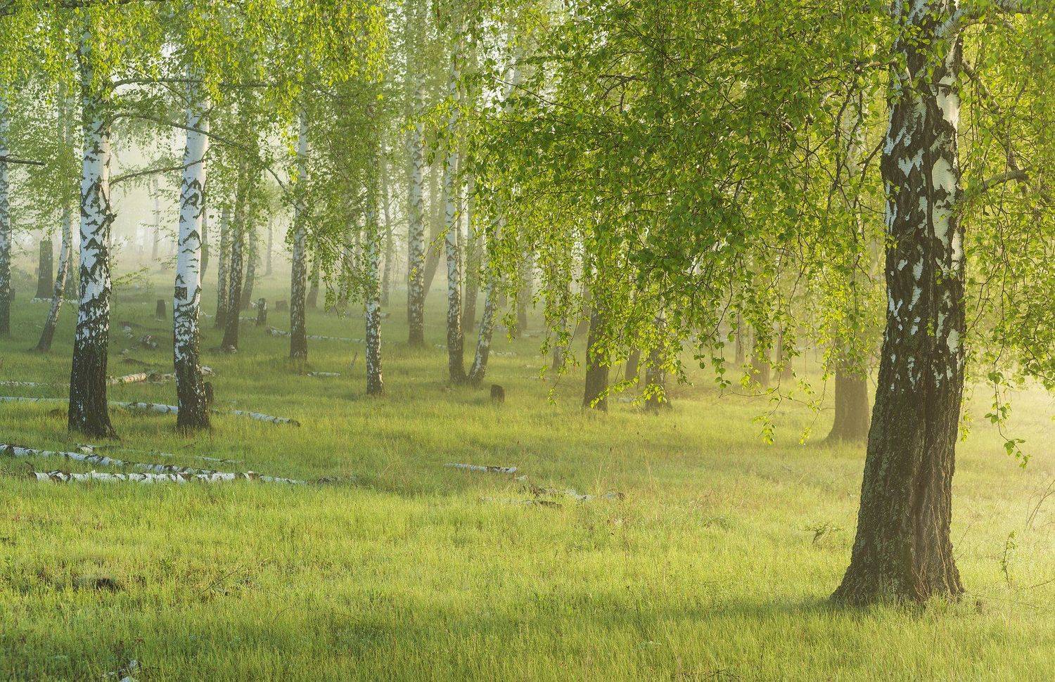 , Дмитрий Новоселов