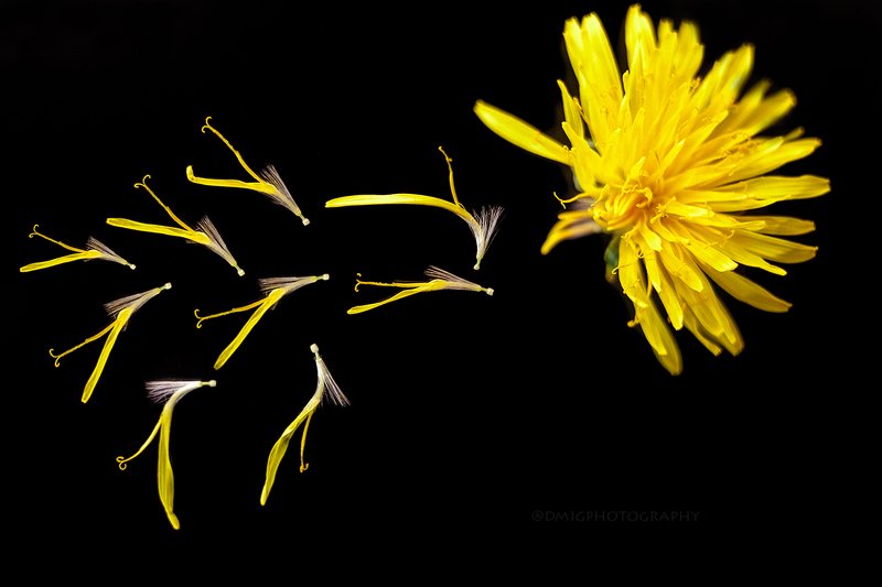 макро, макромир, природа, весна, фон, цвет, цветы, желтый, черный, стекло, безфотошопа ***photo preview