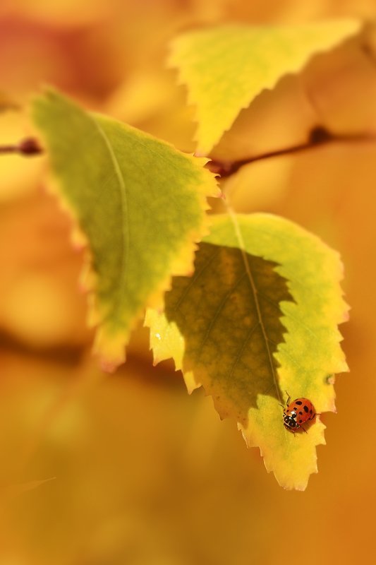 Осень.photo preview