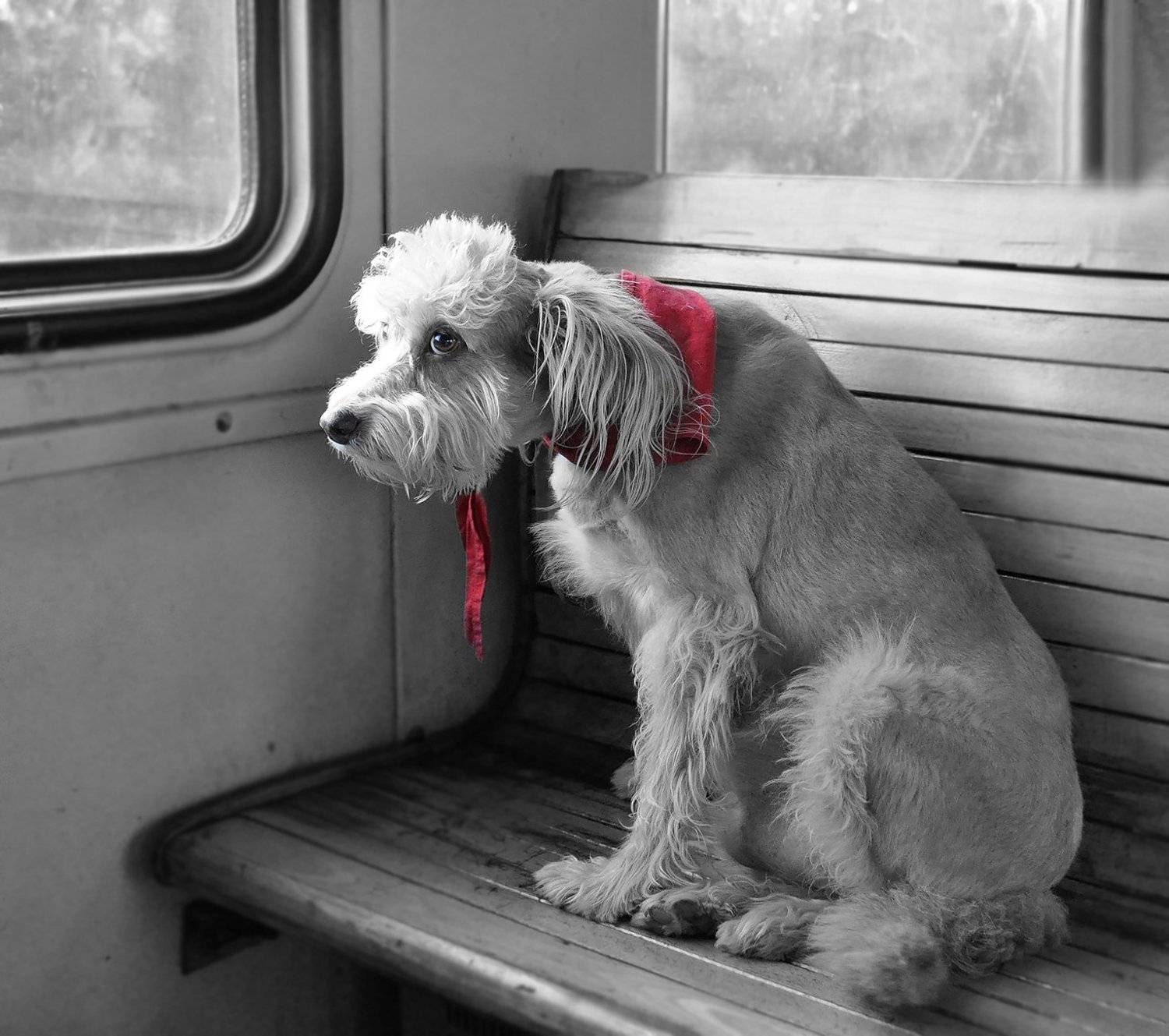 Можно я "зайцем" проеду?. Автор: Рудая Галина #животные, #собака, #вэлектричке, Рудая Галина