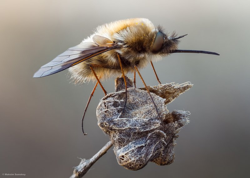макро,стекинг,вега-11у Жужжалоphoto preview