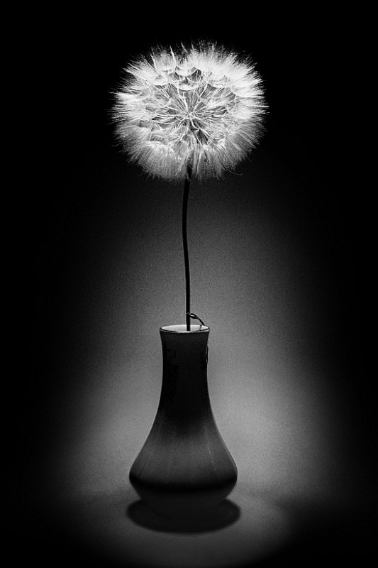 козлобородник луговой /*\\photo preview