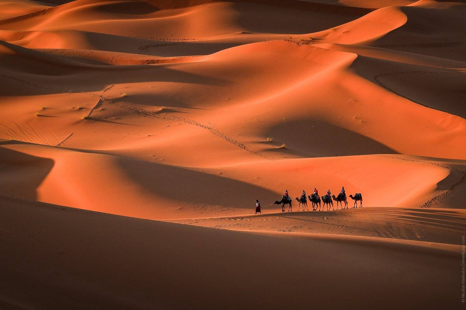 Караван в Пустыне Сахара / Camel Caravan in Sahara Desert. Автор: Николай Меркулов morocco, africa, sahara, desert, caravan, camel, travel, landscape, people, sunset, nmerkulov, nmerkulovphotography, Николай Меркулов