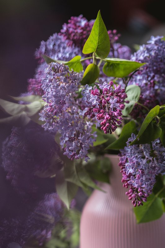 lilac, still life, flowers, spring, dark Bouquet of lilacphoto preview