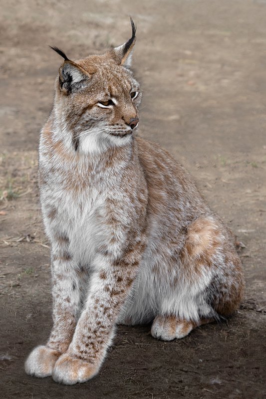 cat,wild, wildanimal, wildanimals, wildlife, wildlifephotography, wild_animal, wildanimalphotography, кот, беларусь,минский зоопарк,minsk zoo, belarus,рысь,Lynx Lynx фото превью