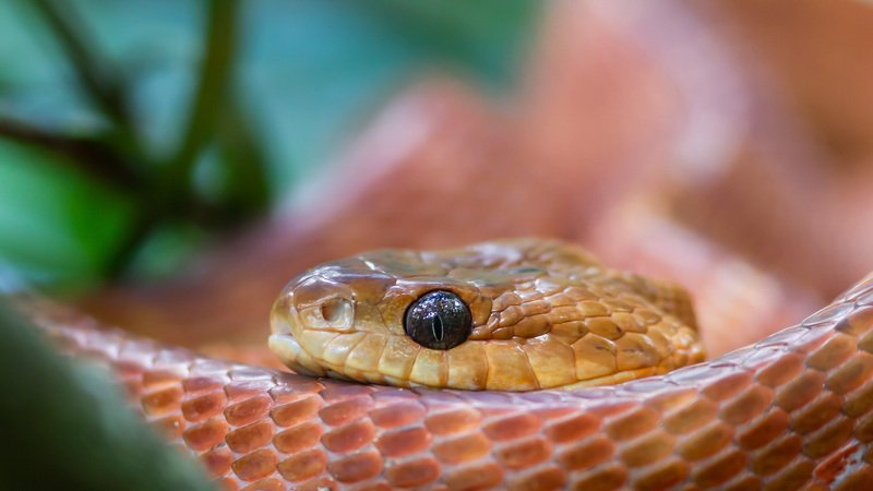 Wild Sri Lankaphoto preview