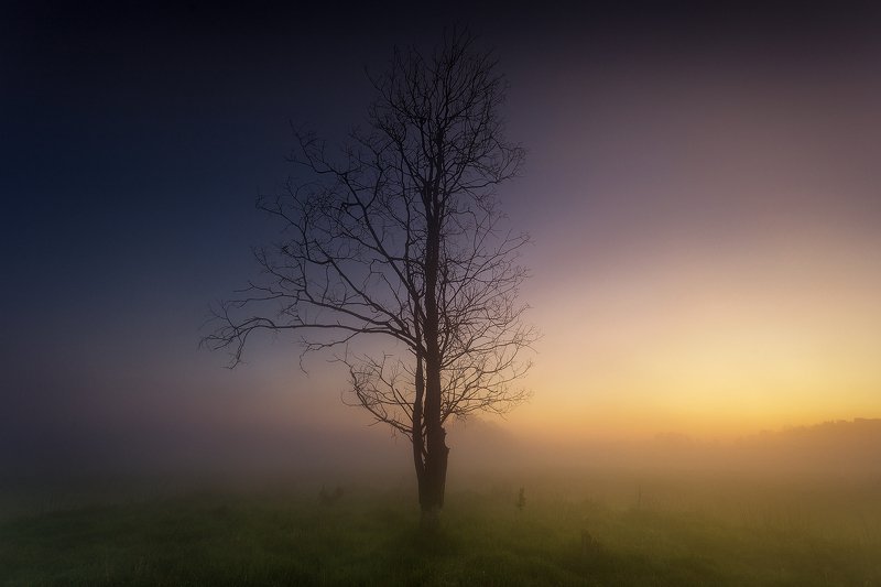 landscape, photo, tree, day, night, sunrise, goldenhour, Day and Nightphoto preview