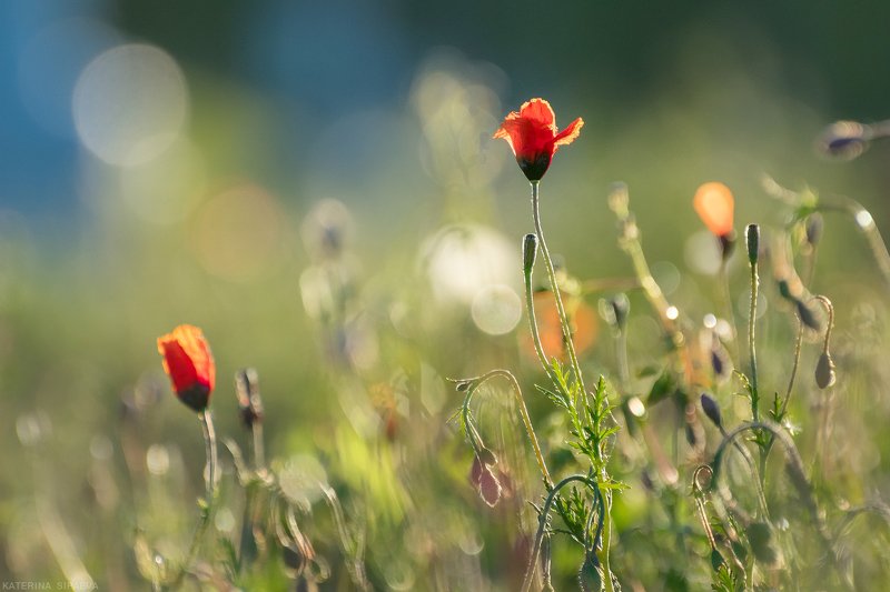 природа, весна, цветы Полевые макиphoto preview