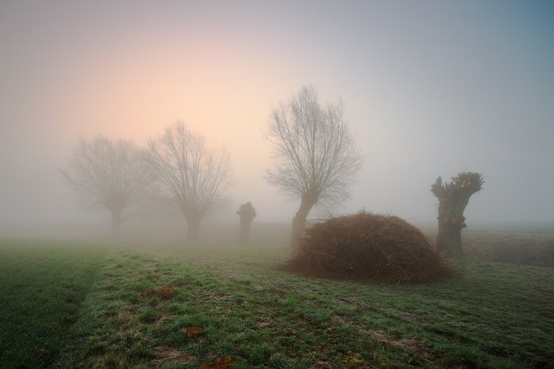 sunrise, tree, willow, morning, mist, fog, mood, In a willow cornerphoto preview