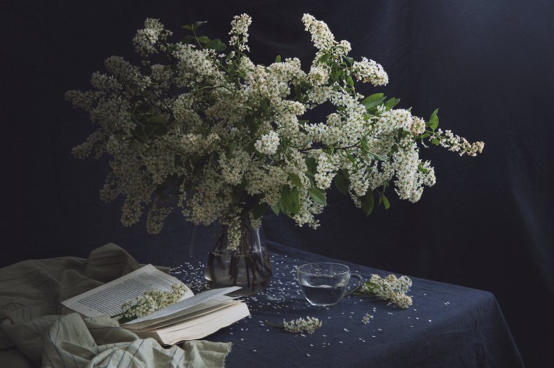 натюрморт, черемуха, кот Черёмуха цветётphoto preview