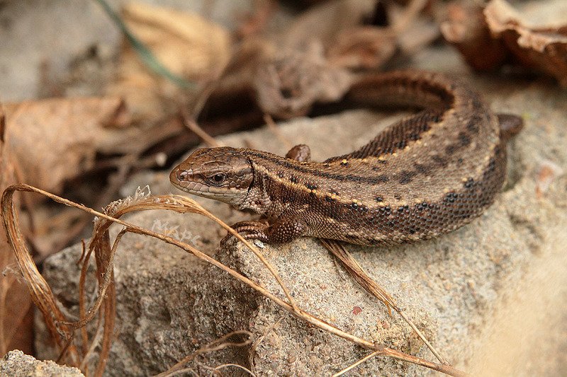 животные  весна ящерица Ящеркаphoto preview