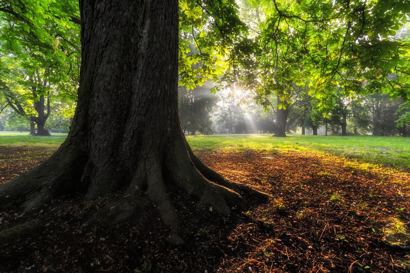 landscape, tree, sunrise Čechovy sady Olomoucphoto preview