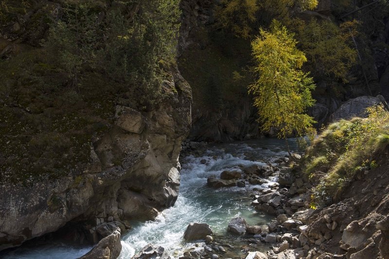 КБР р. Адыр-СУ, Баксанское ущелье, Северный кавказ Козёл на водопое, КБР р. Адыр-СУphoto preview