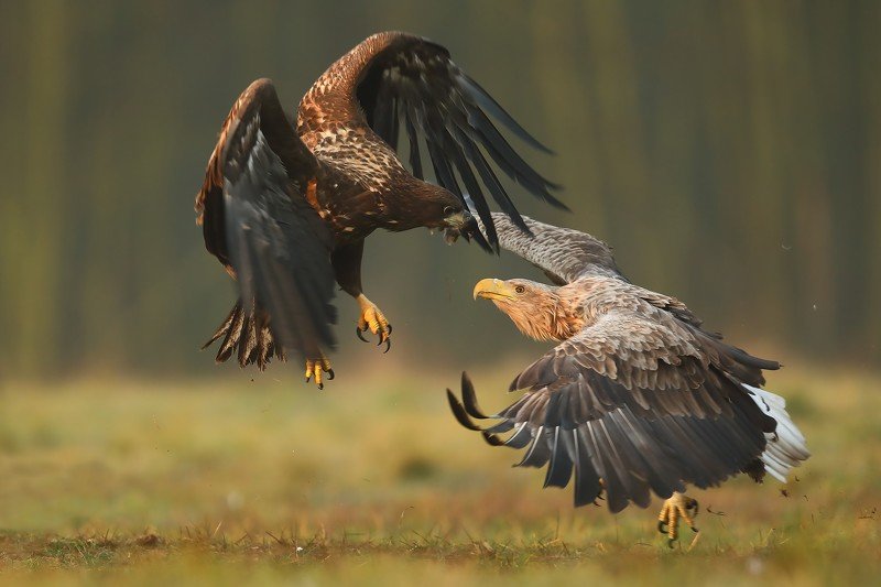 Fight! фото превью