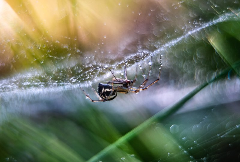 macro, spider, web, bokeh, vintage lens, nature, abstract breakfestphoto preview