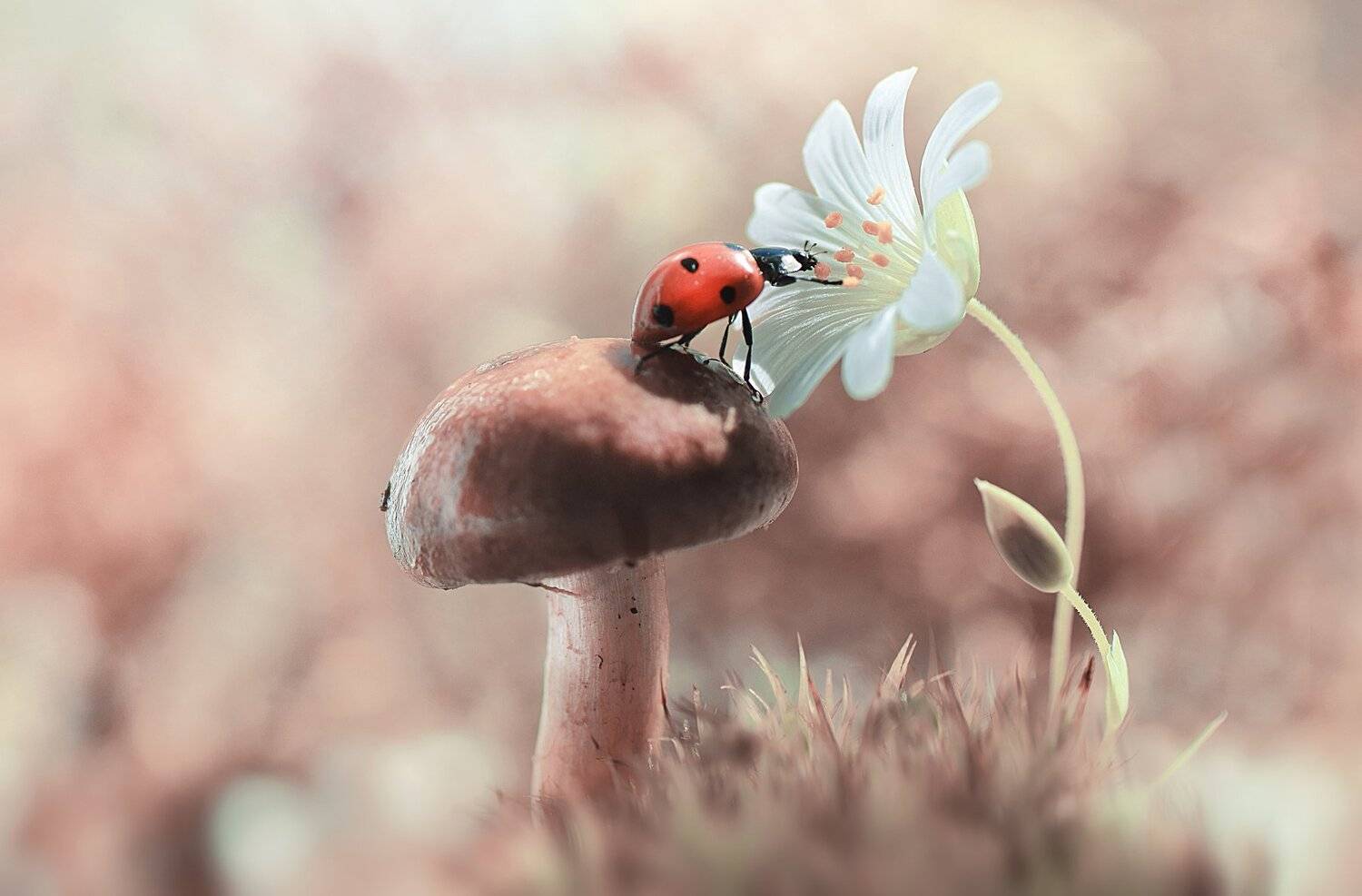 Чем пахнут цветы?. Автор: Лапшина Владлена макро, божья корока, цветы, нежность, Лапшина Владлена