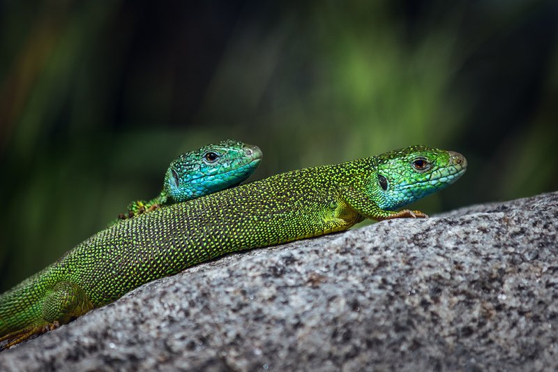 canon 55-250, beautiful, красивый, moment, момент, nature, природа, wildlife, живая, spring, весна, весенний, reptile, рептилия, lizard, ящерица, green, зеленая, couple, пара, Змей Горыныч.photo preview