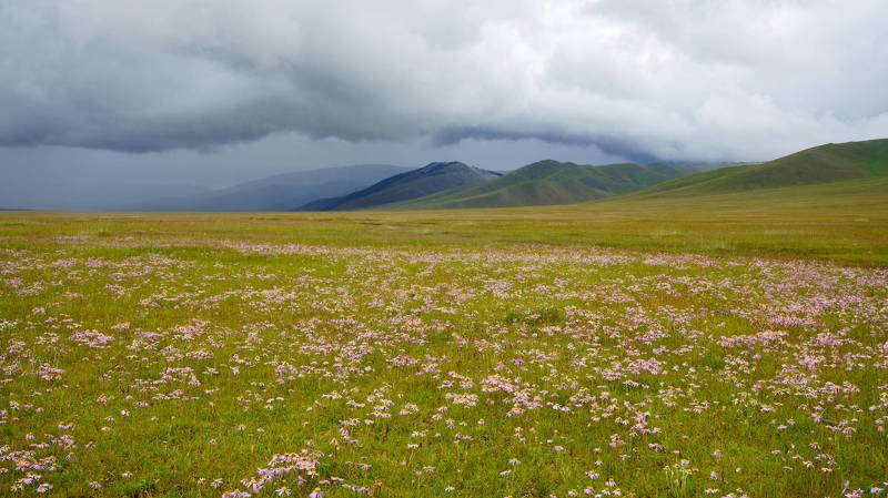 mongolia, grassland, meadow, wildflower, sky, mountain, cloud, travel, beautiful, field, shower, Wildflowers and showersphoto preview