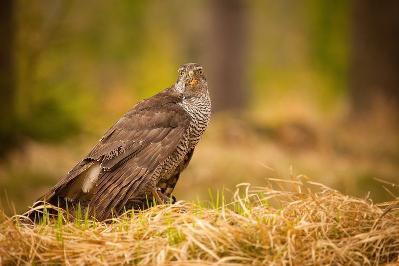 ястребphoto preview