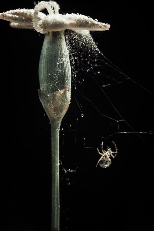 паук, цветок, макро, паутина, spider, flower, macro, spider web На волоскеphoto preview