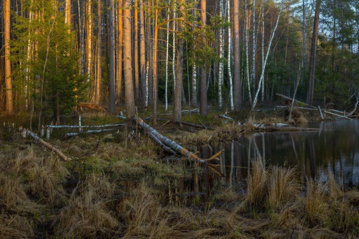 вечер апрель суходол вода закат, Дмитрий Алексеев