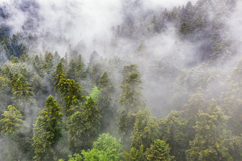 #forest #summer #after the rain #romania #aerial #drone view  After the rainphoto preview
