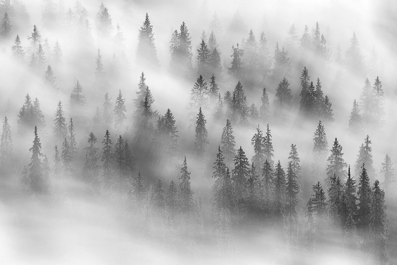 spring, trees, wind, fog, landscape, travel, nature, mountain, romania, cold, morning Dynamic Forestphoto preview