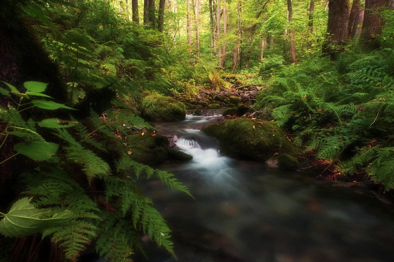 горы лес ручей Лесной ручейphoto preview