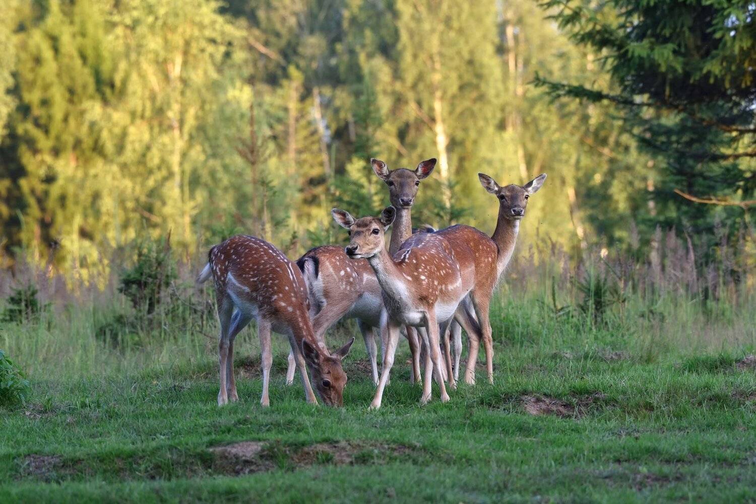 ***. Автор: Виталий Полуэктов лес,олени,пятнистые, Виталий Полуэктов