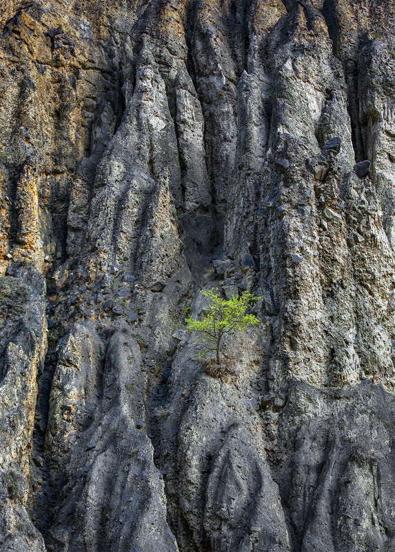 одинокое деревоphoto preview