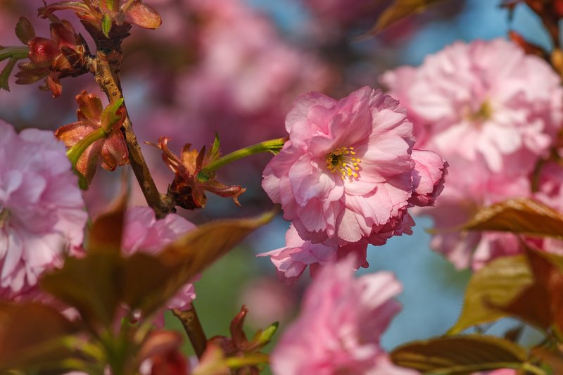 tokina 100 macro, macro lens, beautiful, красивый, moment, момент, nature, природа, spring, весна, весенний, blossoming, цветущее, tree, дерево, branches, ветки, flowers, цветы, sakura, сакура, pink, розовый, Еще немножко сакур.photo preview