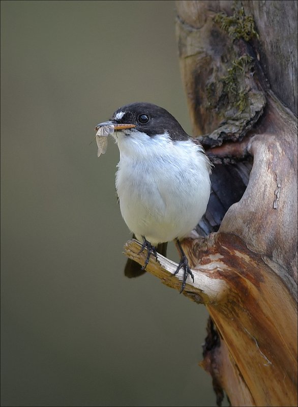 мухоловка-пеструшка Кормилец...photo preview