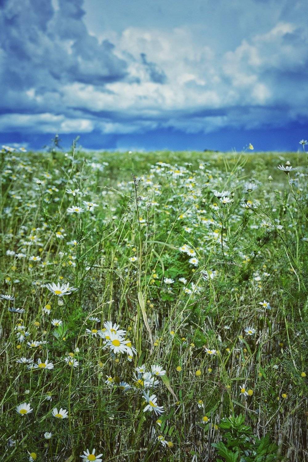 Лето. Автор: Владимир Леликов-Кузьменко , Владимир Леликов-Кузьменко