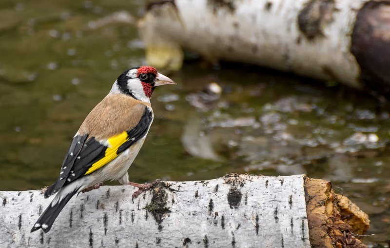 птица, щегол, водопой, Щегол..photo preview