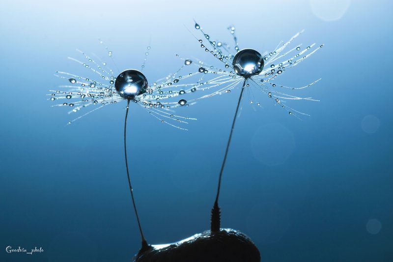 одуванчик, пушинка, капли, макро, роса, природа, красота, синий, небо, растения В танцеphoto preview