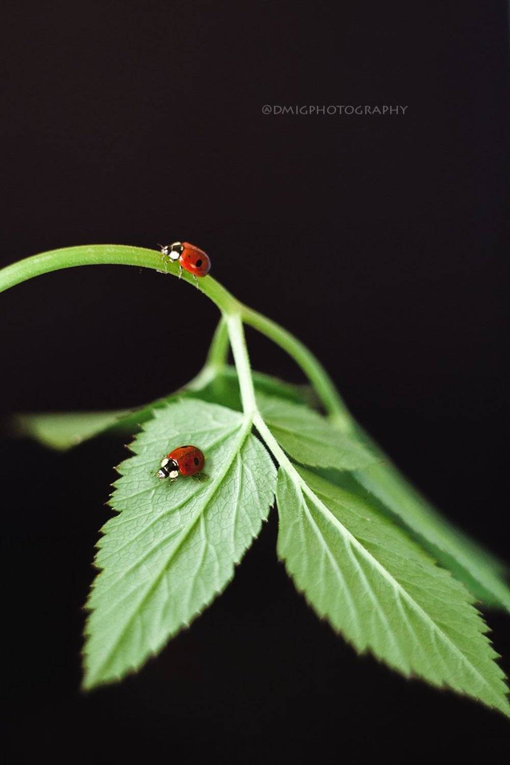 божьякоровка, макро, макромир, природа, весна, фон, цвет, , Дмитрий Гусалов