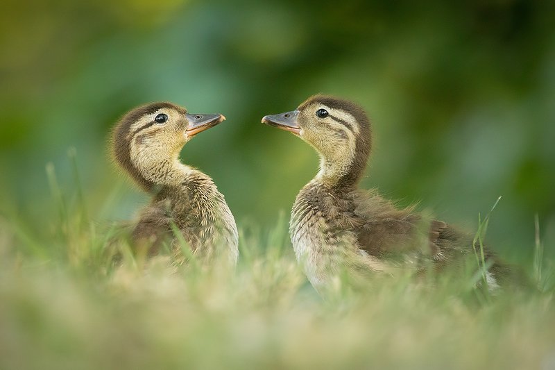 Mandarin duckphoto preview