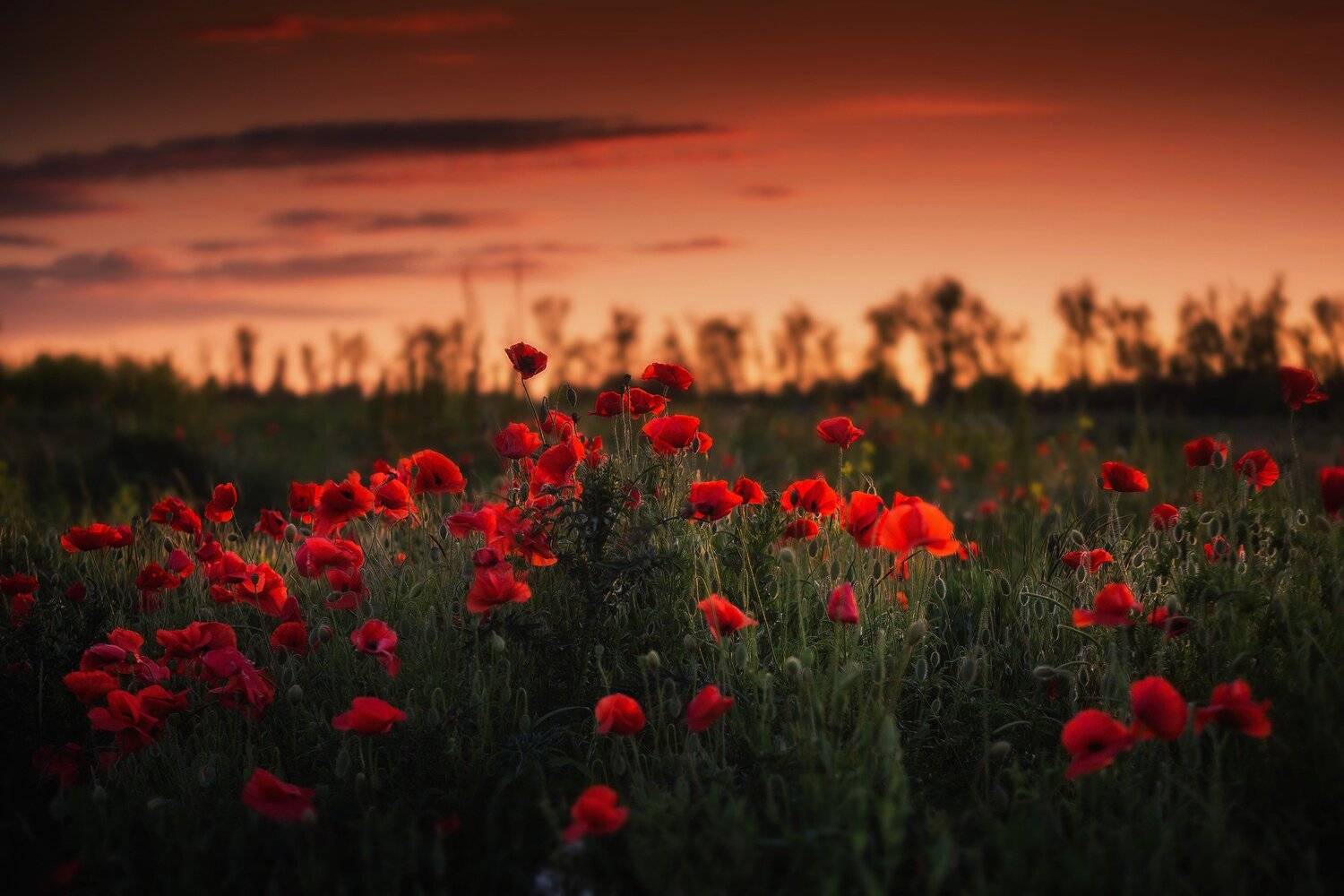 , Павел Сагайдак